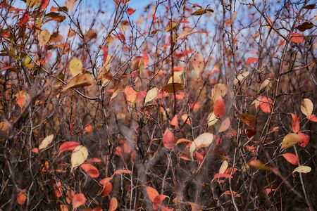 autumn leaves of wild plants general plan. High quality photoの写真素材