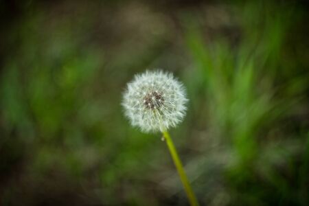 olinoic dandelion flower on a green background in a blur Very high quality photoの写真素材