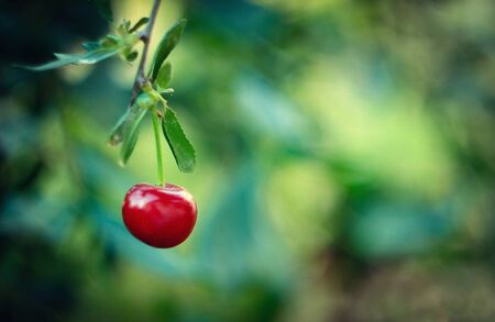Lonely ripe red berry cherry on blurred green background. High quality photoの写真素材