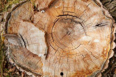 slice of old tree in the woods Very high quality photo