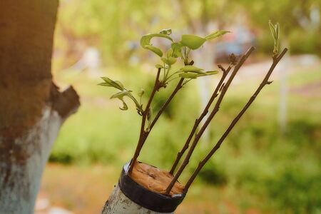 grafted pear sprigs to an old apple tree with green leaves Closeup effectの写真素材