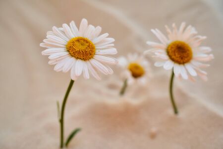 three lonely daisy grows in the sand of the desert. Place for text. High quality photoの写真素材