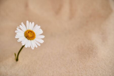 lonely daisy grows in the sand of the desert. Place for text. High quality photoの写真素材