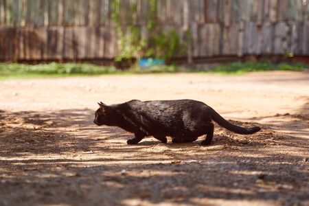 Black cat crouched down to make jump. High quality photoの写真素材