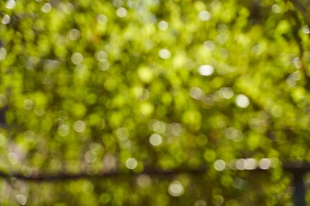 Blurred background side of foliage trees. Background for design insertion. High quality photoの写真素材