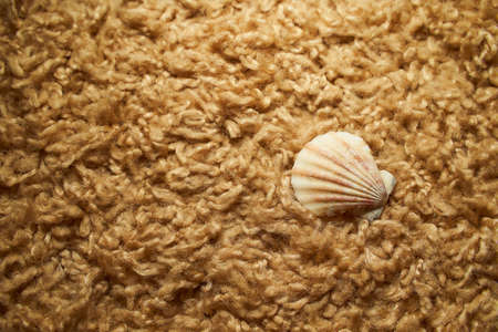 A shell on the beige background.Close upの写真素材