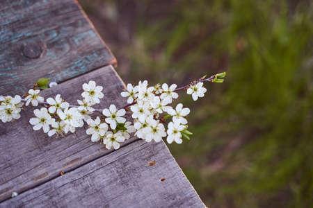 The branch of an cherry-tree with flowers lays on a wooden board. High quality photoの写真素材