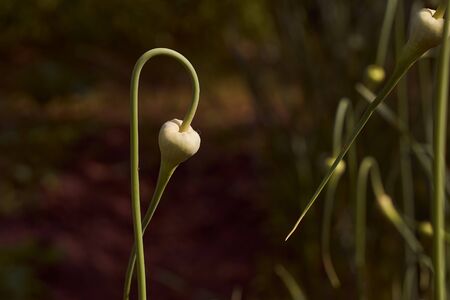 Green garlic is planted in a row on a bed. Green leaves of garlic. Fragrant garlic in the garden. Growing vegetables . High quality photoの写真素材