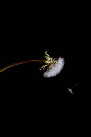 Fluffy dandelion on a black background. High quality photoの写真素材