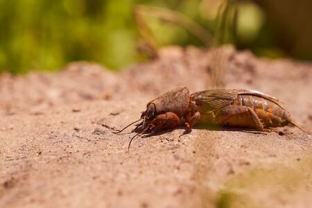 Very big medvedka or mole cricket on the on cracked ground. Close-up or macro photography. Sunny summer. Scary insect. . High quality photoの写真素材