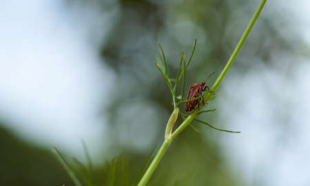 Red striped bedbug on a green branch of dill Graphosoma italicum, red and black striped stink bug, Pentatomidae. High quality photoの写真素材