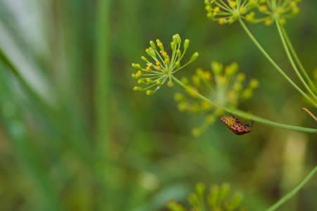 Red striped bedbug on a green branch of dill Graphosoma italicum, red and black striped stink bug, Pentatomidae. High quality photoの写真素材