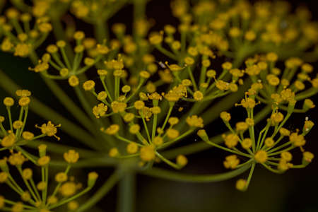 Umbrellas from blooming dill. Yellow flowers on a green background. High quality photoの写真素材