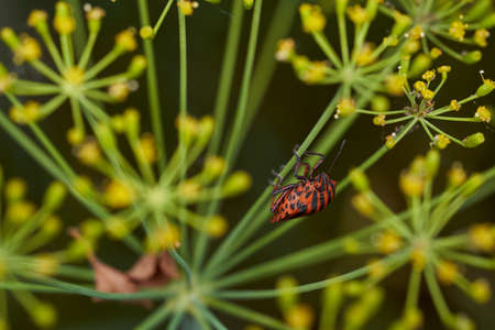 Red striped bedbug on a green branch of dill Graphosoma italicum, red and black striped stink bug,...
