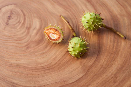 wooden honey dipper lies on a slice of a tree. wooden table. With copy space. High quality photoの写真素材
