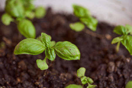 Young green basil sprouts in soil. High quality photoの写真素材