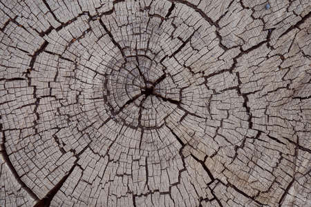 The texture of the old tree with rings. High quality photo