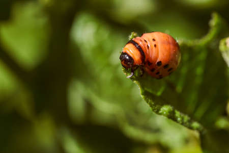 Colorado potato beetle and red larva crawling and eating potato leaves. Close-up. Macro effect...