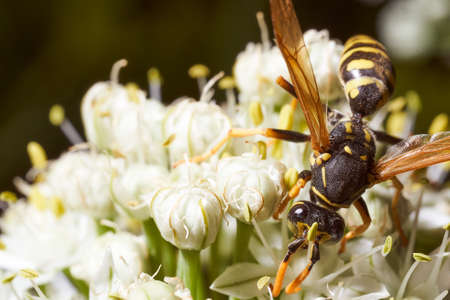 Wasp collects nectar on fennel flowers. High quality photo