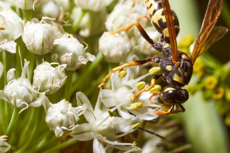 Wasp collects nectar on fennel flowers. High quality photoの写真素材