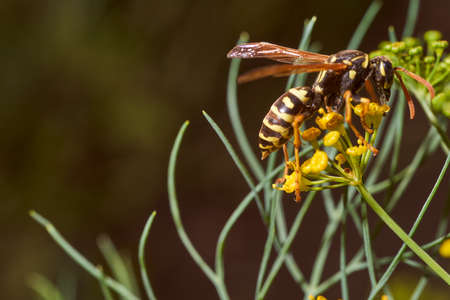 Wasp collects nectar on fennel flowers. High quality photo