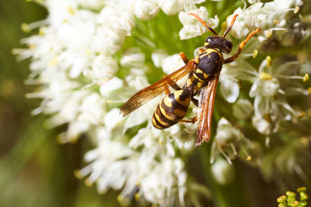 Wasp collects nectar on fennel flowers. High quality photo