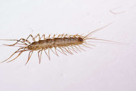 Giant centipede in the house. Emetophobia, afraid of the big bugs. stock photo. High quality photo