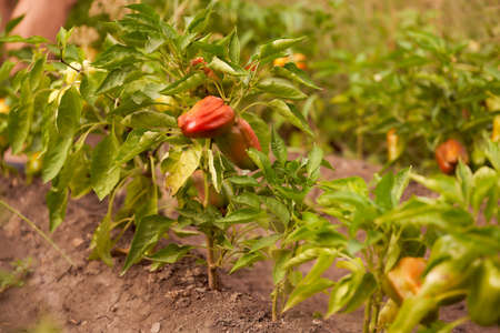 Ripe red bell pepper. Paprika. Hanging on green twigs. High quality photoの写真素材