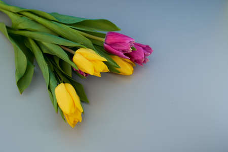 Yellow and red tulips lie on a gray background. With copy space. Macro effect photo.の写真素材