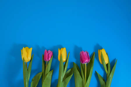 detailed red and yellow tulip petals, mothers day or easter tulip floral background, spring tulip...