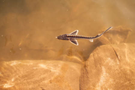 Small sturgeon in the water of the Ural River, Kazakhstan, Uralsk
