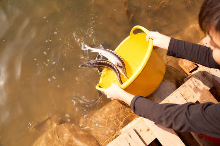 Small sturgeon in the hands of a man. Against the backdrop of the Ural Riverの写真素材