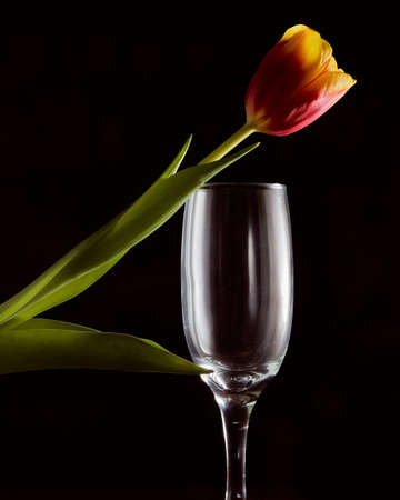 A glass of wine with a red tulip. Dark background. Silhouette photo. High quality photoの写真素材
