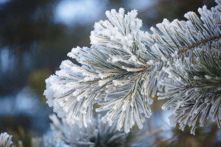 Spruce branch in winter. Close-up. High quality photo