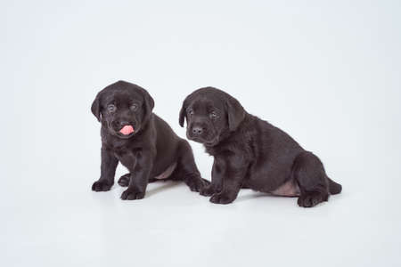 Two black Labrador puppies on a white backgroundの写真素材