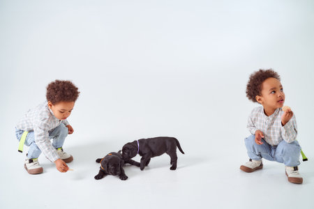 Two little African American boys play with black Labrador puppies. high quality photoの写真素材