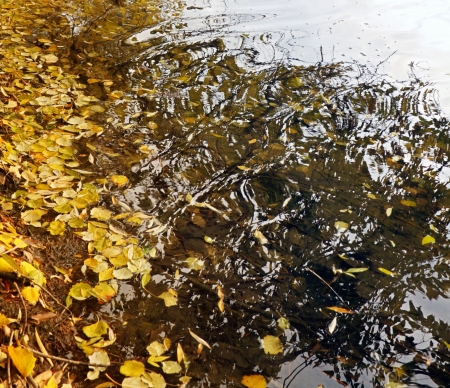 Fallen leaves on a water.の写真素材