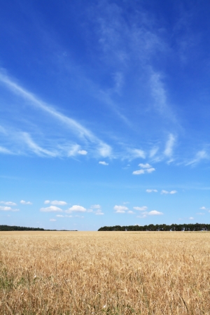 Field of barley - landscape.の写真素材