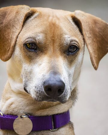 Young male beagle mix portrait shot.