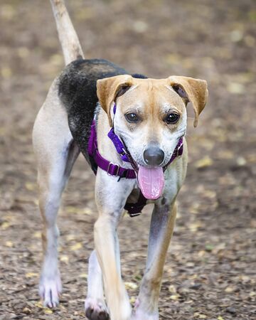 Young male beagle mix trotting on wood chip path in dog park.
