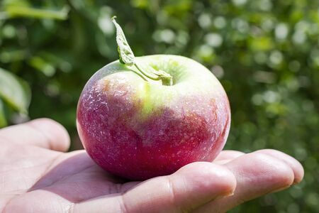 A close up of a man holding an apple.  Hand only, side view.  Blurry background.