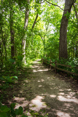 Vertical crop of a walking trail through a deciduous forest in Waukesha County, Wisconsin.の写真素材