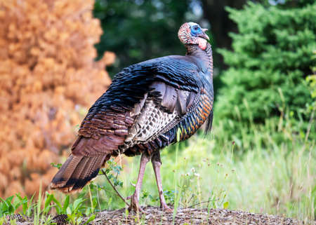 A wild turkey struts his stuff along the side of the road in Waukesha County, Wisconsin.の写真素材