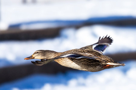 A female Mallard gliding in for a landing on an icy lake.  Snow blurred in the background.の写真素材