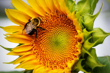 A bumble bee works on collecting pollen on a sunflower.  Close up view.の写真素材