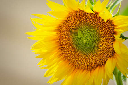A newly opened sunflower.  Tan background.  Copy space to the left.の写真素材