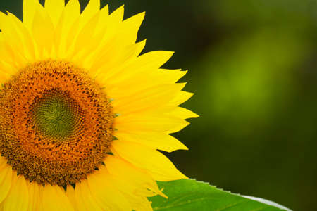 Blooming sunflower on left side of photo with blurred green background.  Copy space on the right.の写真素材