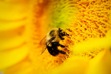 A bumble bee works on collecting pollen on a sunflower.  Close up view.の写真素材