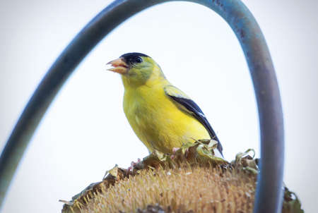 A male American Gold Finch perches on sunflower head while feeding on new seeds.
