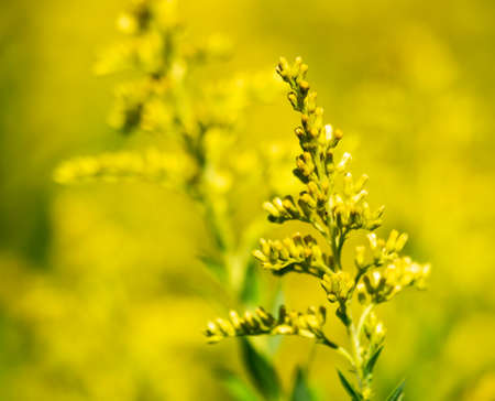 Golden Rod with additional blurred in the background.  copy space to the left side.の写真素材